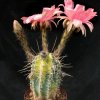 Echinopsis_pink_N1_variegata